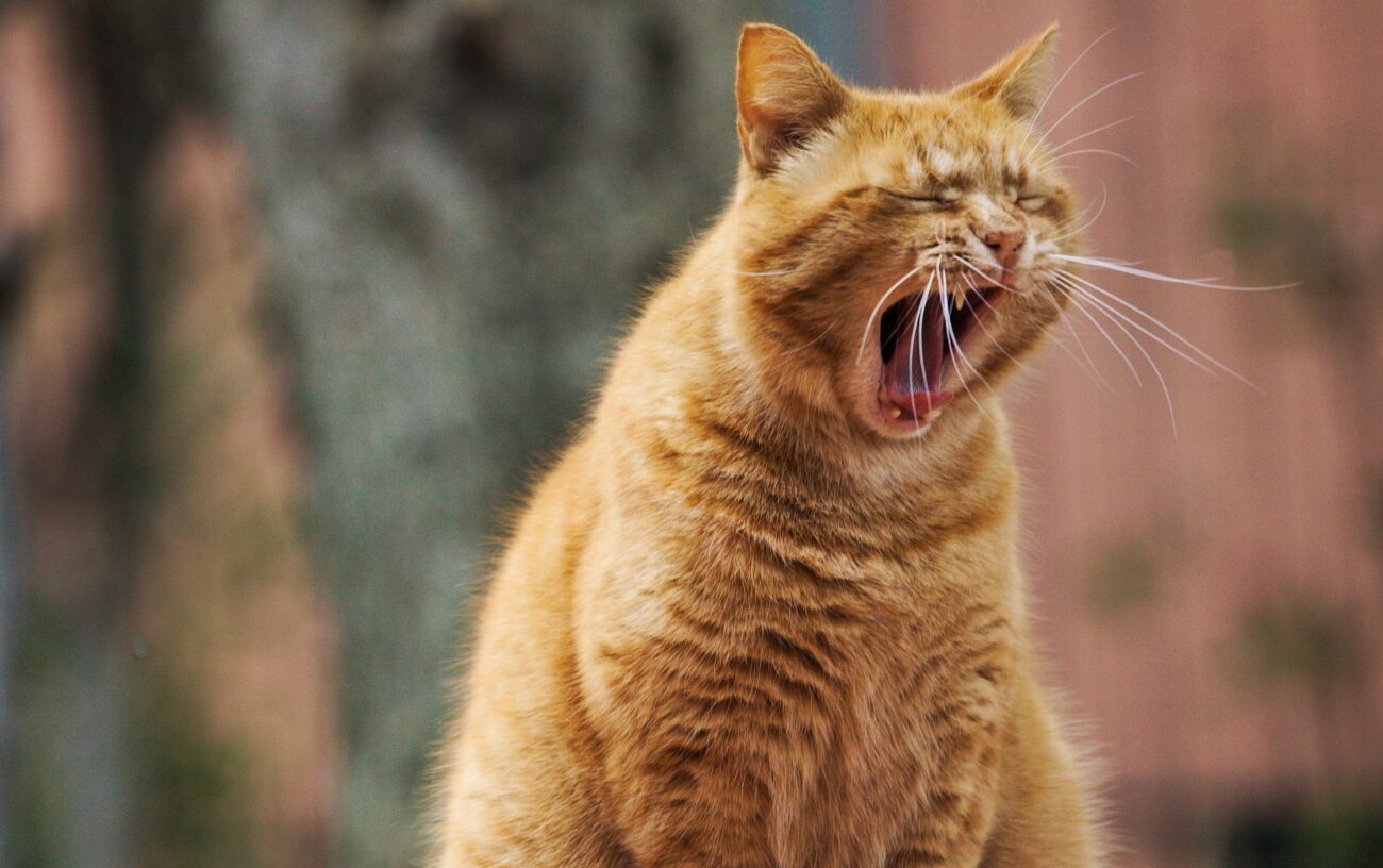 Katze-gähnt Schlecht Schlafen. 5 Tipps, damit du und deine Kinder gut Schlafen. 1